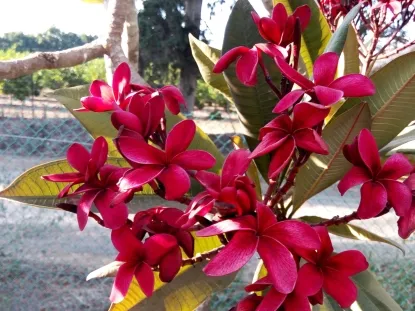 פלומריה קייטי מורן זן 027 - פריחה ענקית ריחנית מרהיבה וזוהרת עם גוון אדום שולט